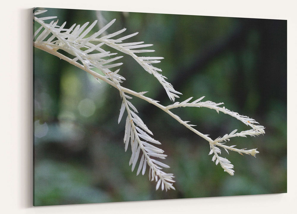 Ghost/Albino Coast Redwood, Humboldt Redwoods State Park, California