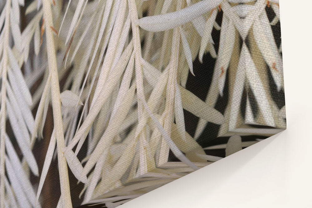 Ghost/Albino Redwood, Humboldt Redwoods State Park, California, USA