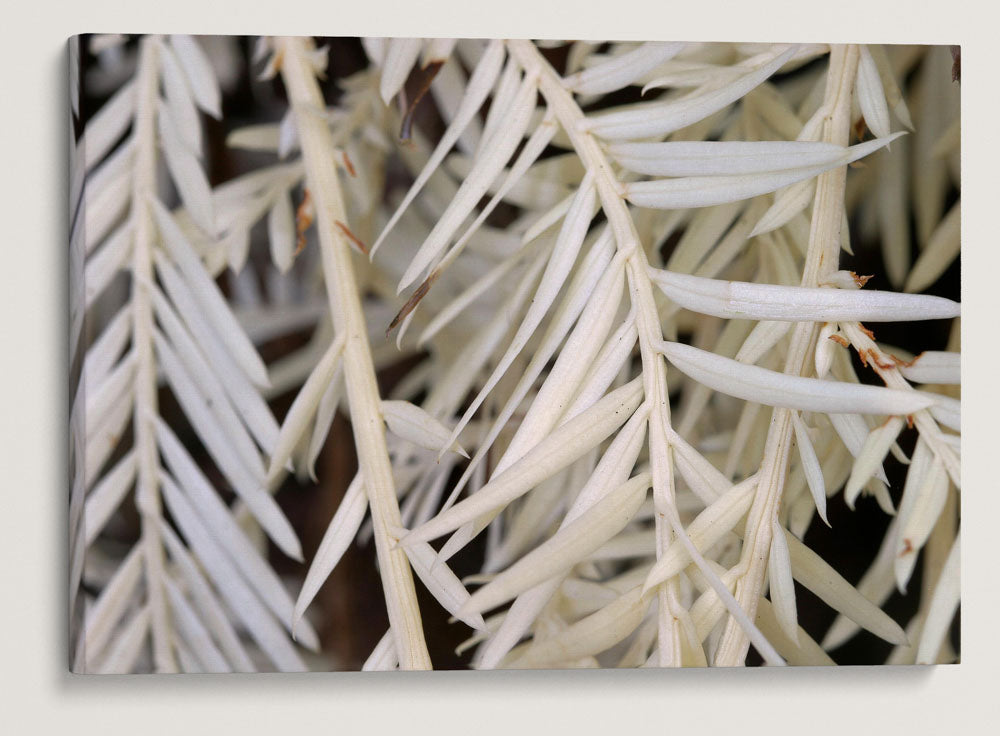 Ghost/Albino Redwood, Humboldt Redwoods State Park, California, USA