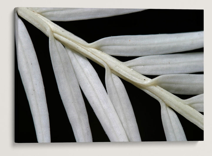 Ghost/Albino Redwood, Humboldt Redwoods State Park, California, USA