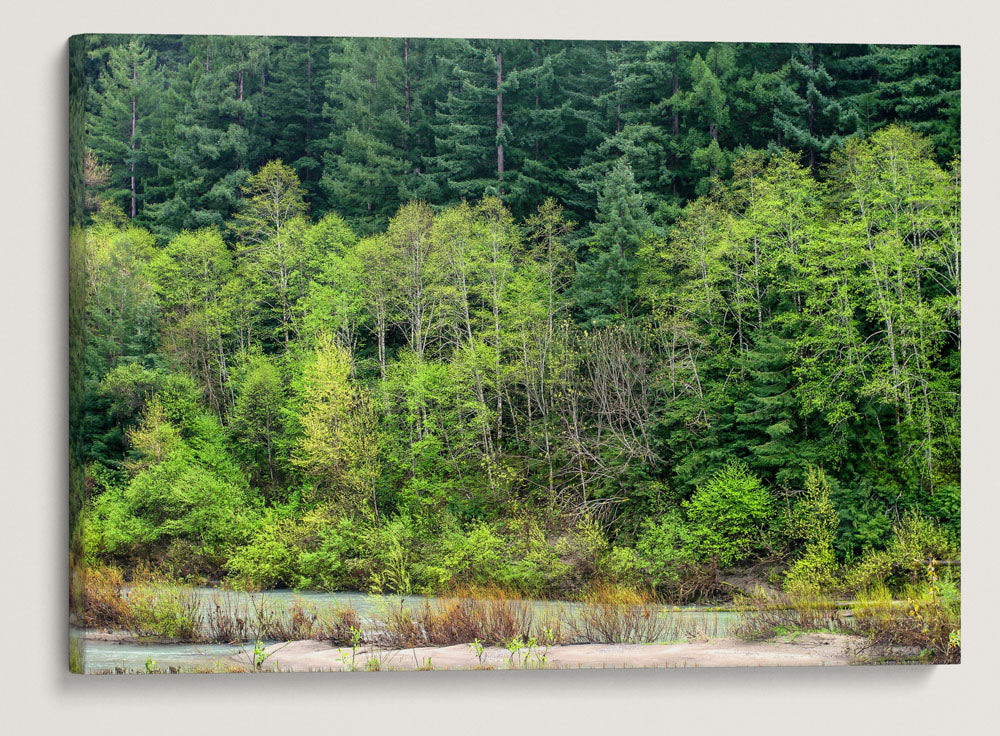 Coastal redwood forest and Red alder gallery forest, Eel River, Humboldt Redwoods State Park, California, USA