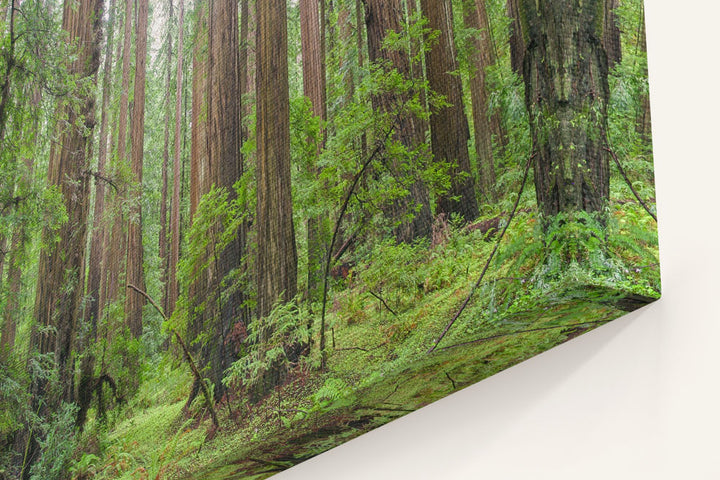 Coastal Redwood Forest, Humboldt Redwoods State Park, California