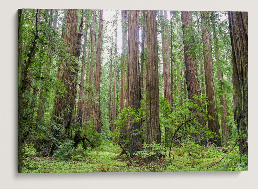 Coastal Redwood Forest, Humboldt Redwoods State Park, California