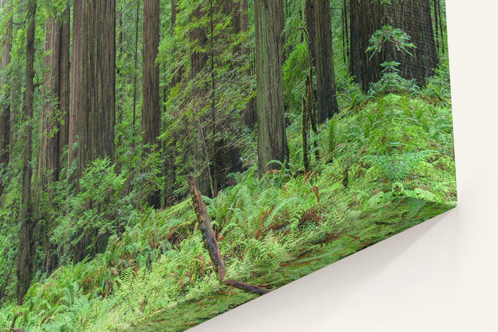 Coastal Redwood Forest, Humboldt Redwoods State Park, California