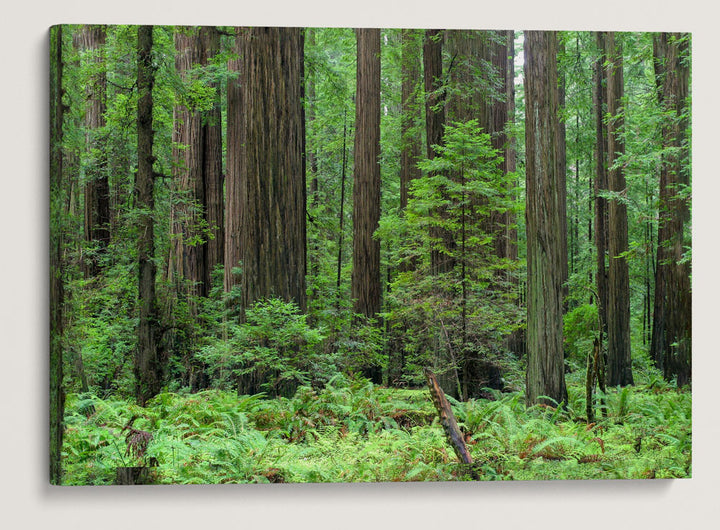 Coastal Redwood Forest, Humboldt Redwoods State Park, California