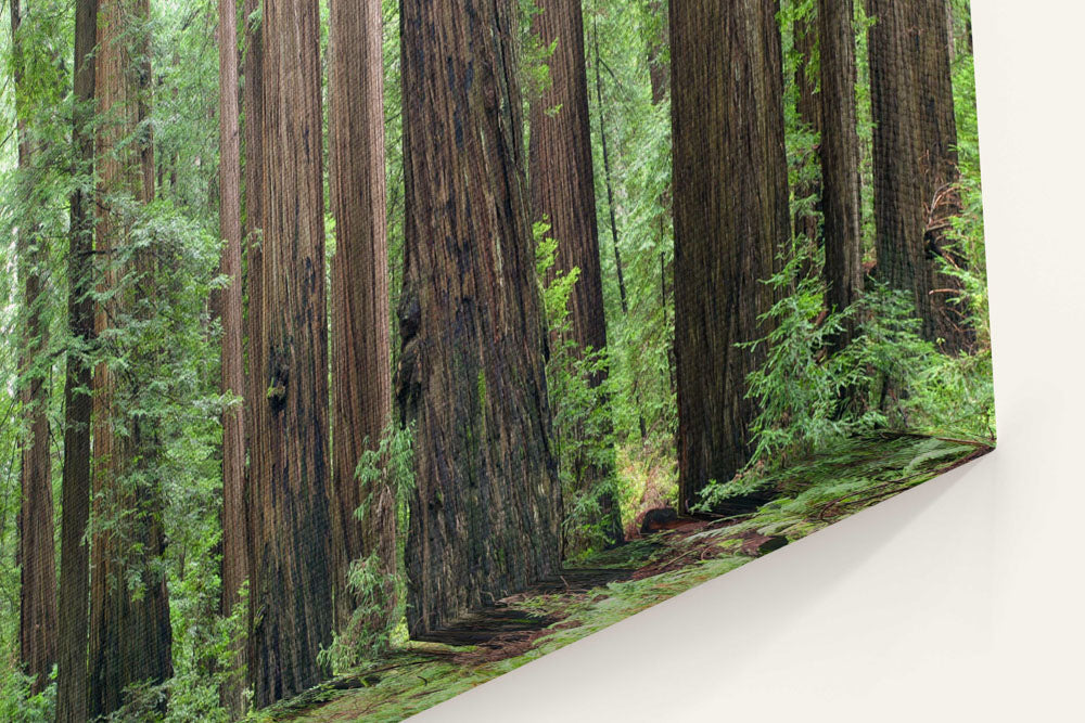 Coastal redwood forest, Humboldt Redwoods State Park, California