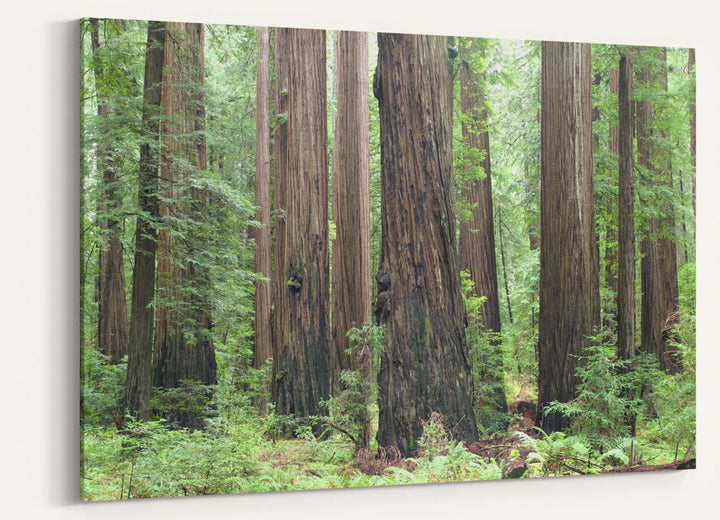 Coastal redwood forest, Humboldt Redwoods State Park, California