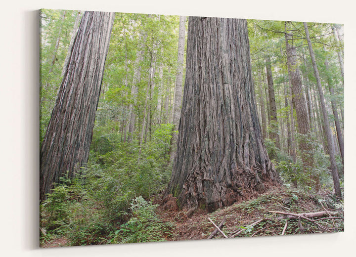 Coastal Redwood Forest, Oregon Redwoods Trail, Oregon