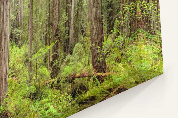 Coastal Redwood Forest, Prairie Creek Redwoods State Park, California