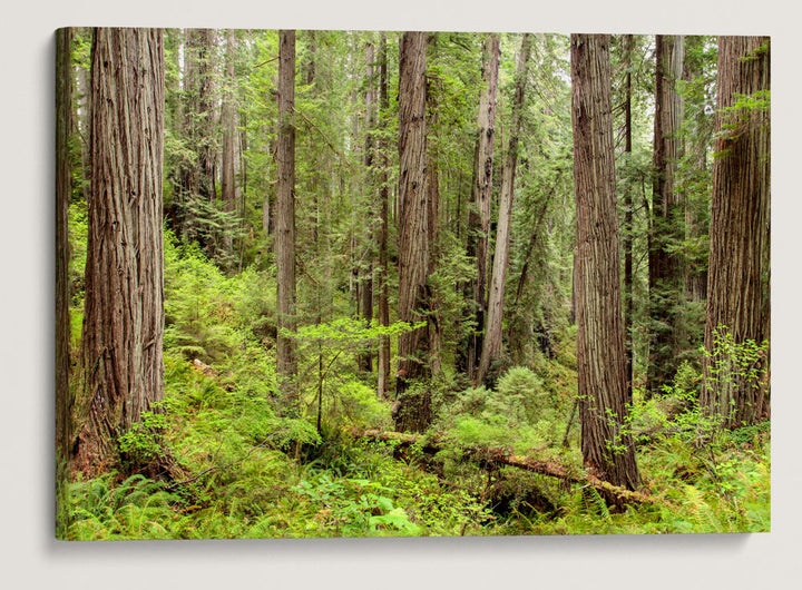 Coastal Redwood Forest, Prairie Creek Redwoods State Park, California