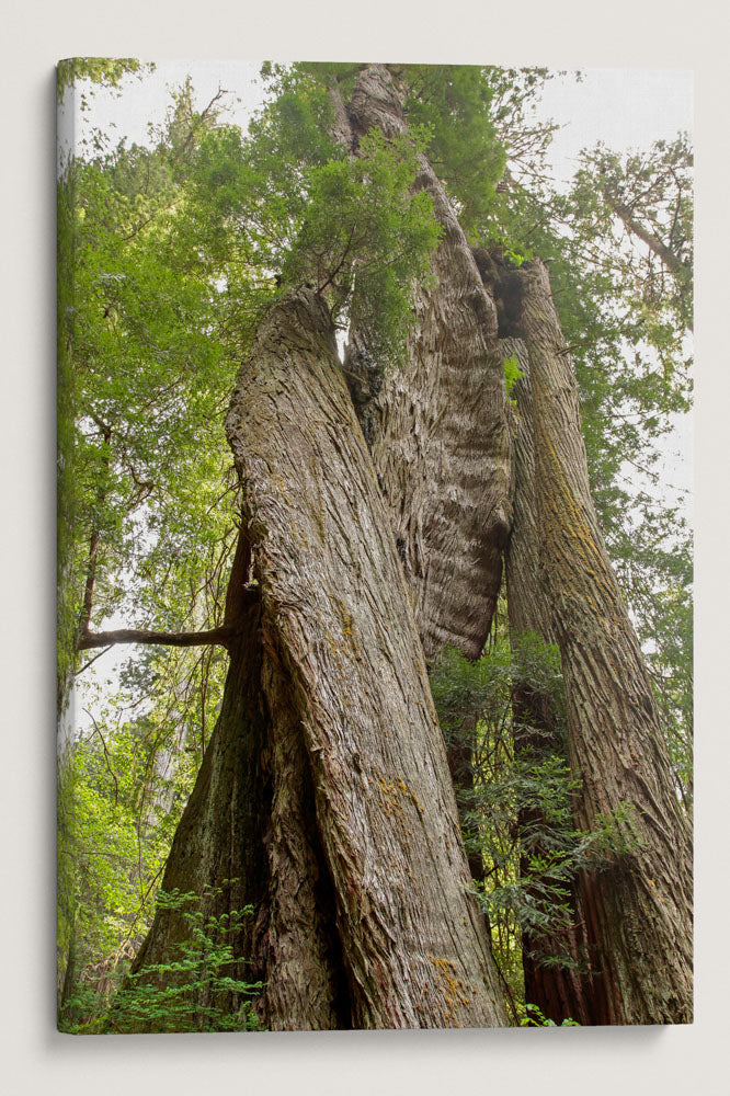 Corkscrew Tree, Prairie Creek Trail, Prairie Creek Redwoods State Park, California