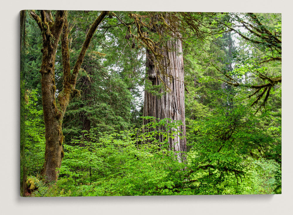 Coastal redwood, Prairie Creek Redwoods State Park, California, USA