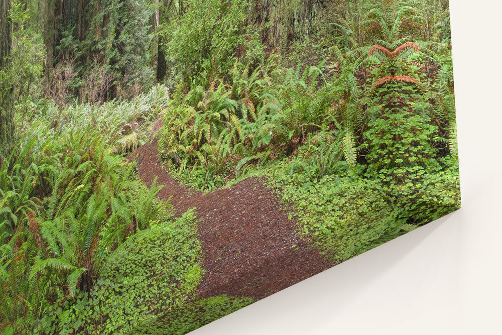 Coastal Redwood Forest, Prairie Creek Redwoods State Park, California