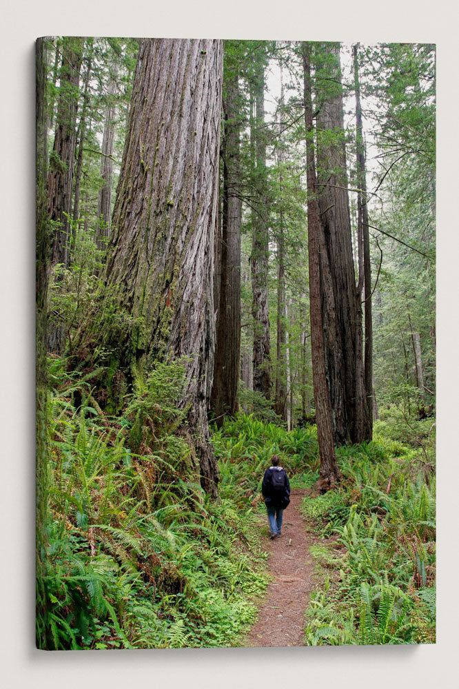 Hiker on Trail, Prairie Creek Redwoods State Park, California