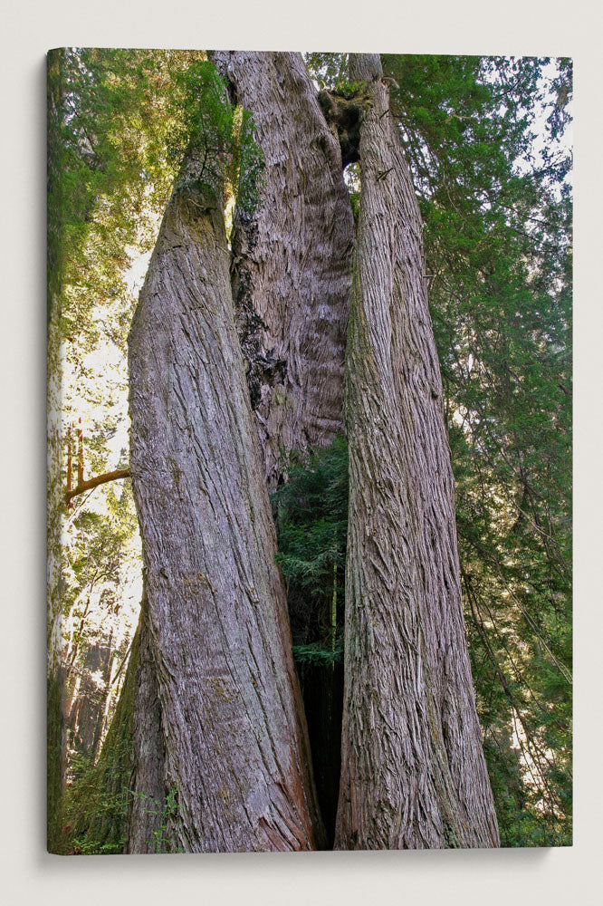 Corkscrew Tree, Prairie Creek Trail, Prairie Creek Redwoods State Park, California, USA