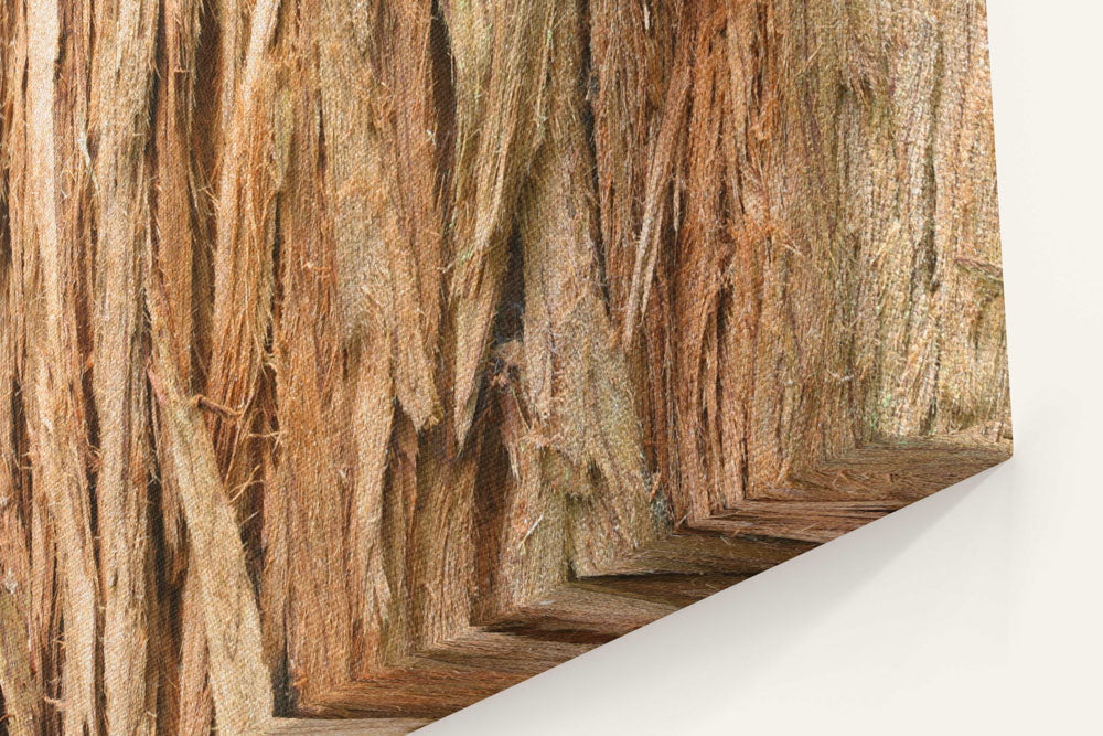 Coastal Redwood Bark Closeup, Prairie Creek Redwoods State Park, California