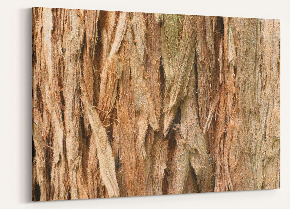 Coastal Redwood Bark Closeup, Prairie Creek Redwoods State Park, California