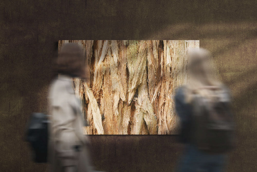 Coastal Redwood Bark Closeup, Prairie Creek Redwoods State Park, California