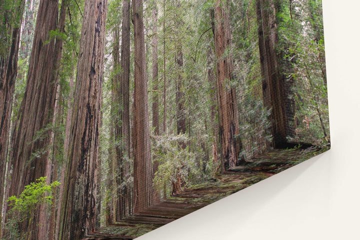 Coastal redwood forest, Prairie Creek Redwoods State Park, California