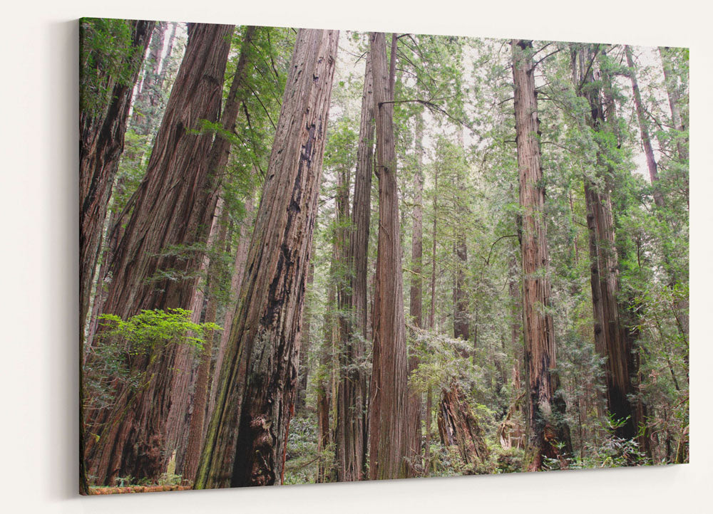 Coastal redwood forest, Prairie Creek Redwoods State Park, California