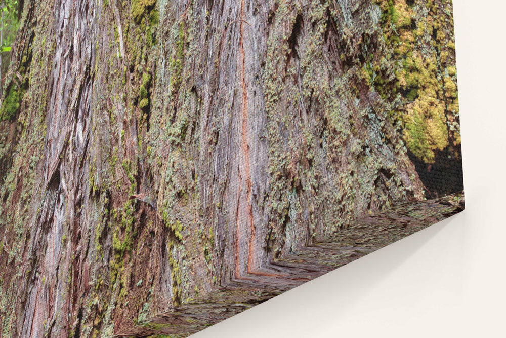 Coastal redwood bark closeup, Prairie Creek Redwoods State Park, California