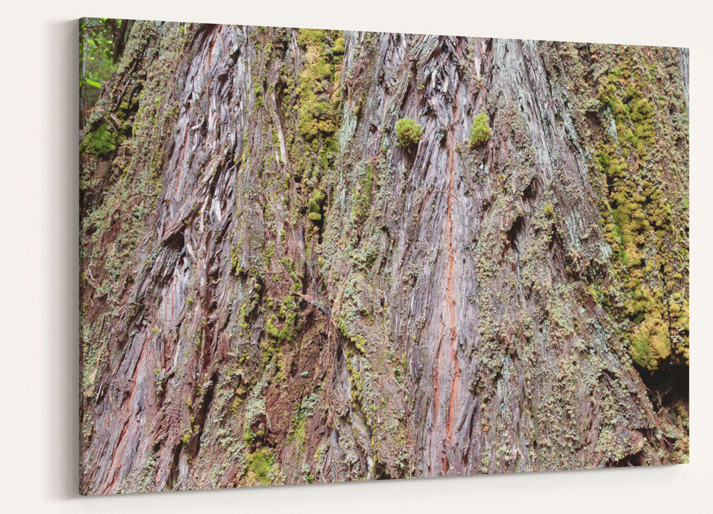 Coastal redwood bark closeup, Prairie Creek Redwoods State Park, California