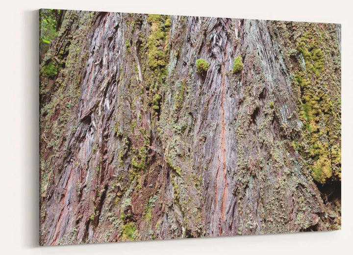 Coastal redwood bark closeup, Prairie Creek Redwoods State Park, California