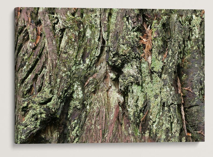 Coastal redwood bark and Lichens, Redwood National Park, California, USA