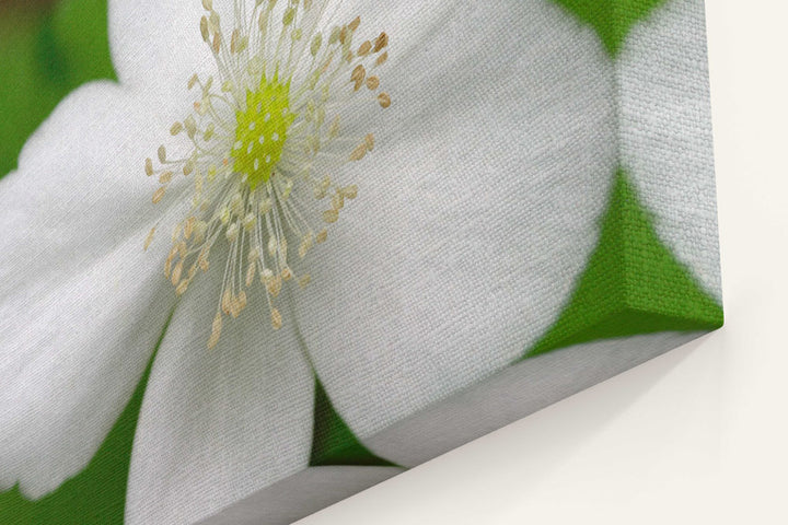 White-flowering Columbia windflower, H.J. Andrews Experimental Forest, Oregon