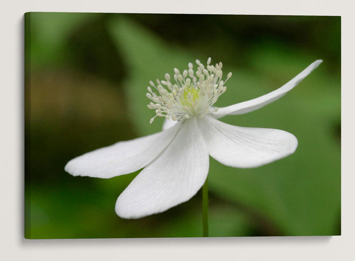 Columbia Windflower, Lookout Creek Old-Growth Trail, H.J. Andrews Forest, Oregon, USA