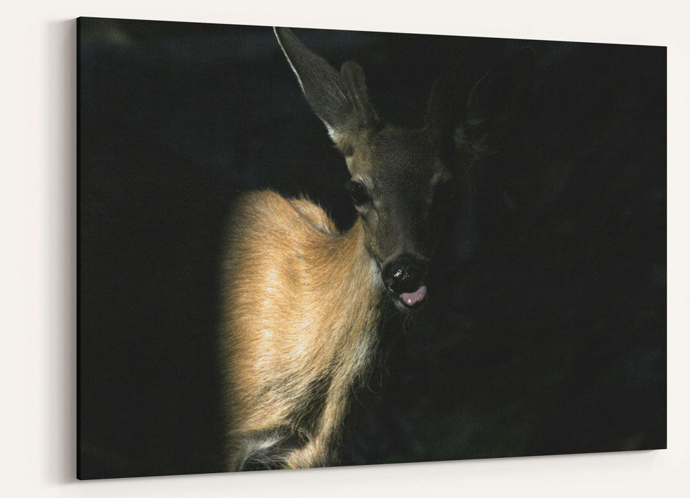 Columbian Black-tailed Deer, Crater Lake National Park, Oregon