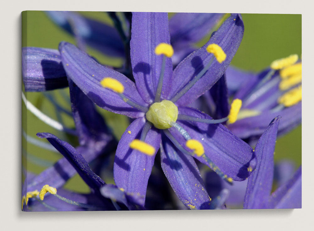 Common Camas, Turnbull National Wildlife Refuge, Washington, USA