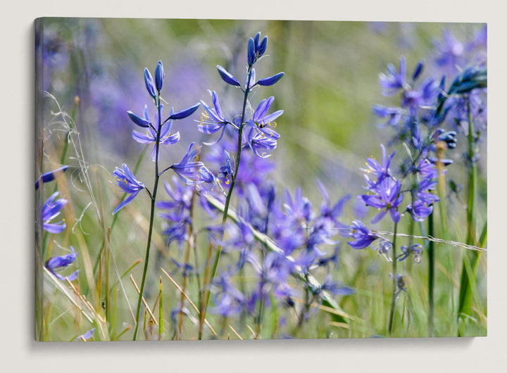 Common Camas, Turnbull National Wildlife Refuge, Washington, USA