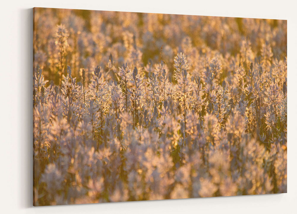 Field of Camas at Sunset, Weippe, Idaho