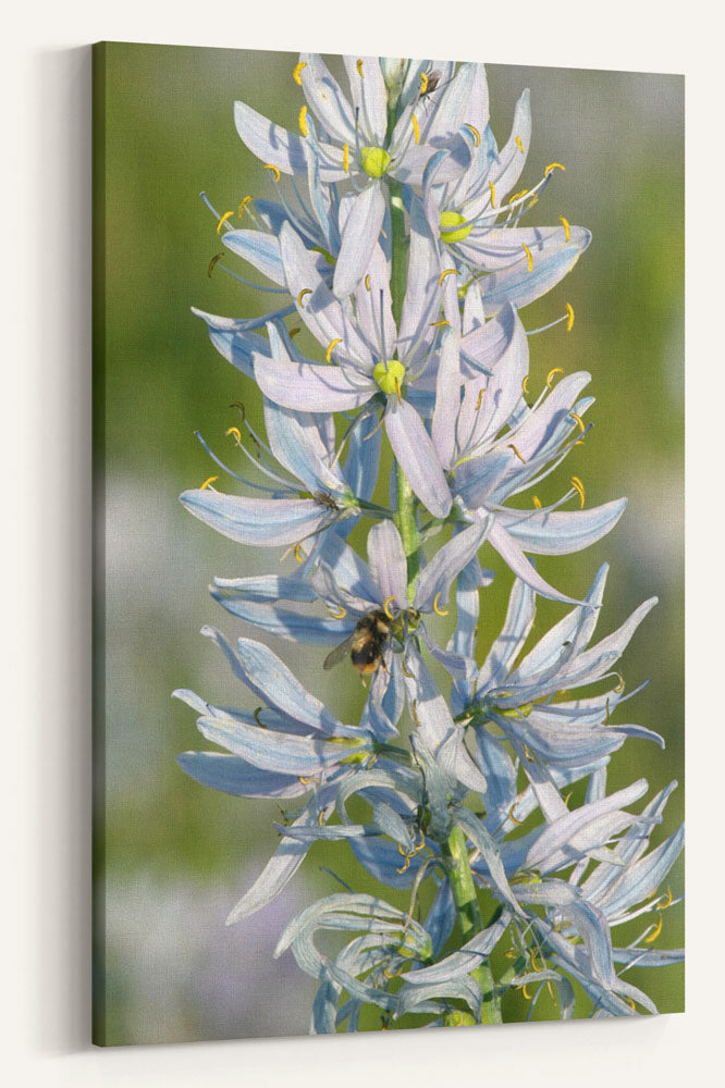 Camas Flowers and Bumblebee, Weippe, Idaho