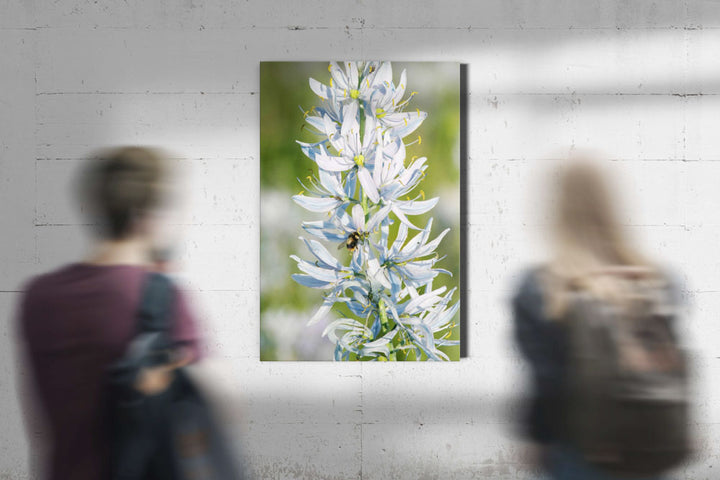 Camas Flowers and Bumblebee, Weippe, Idaho