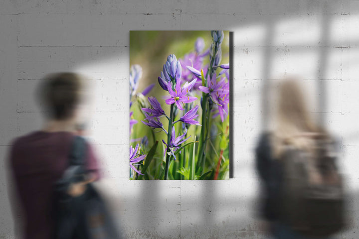 Camas Flower Closeups, William Finley National Wildlife Refuge, Oregon