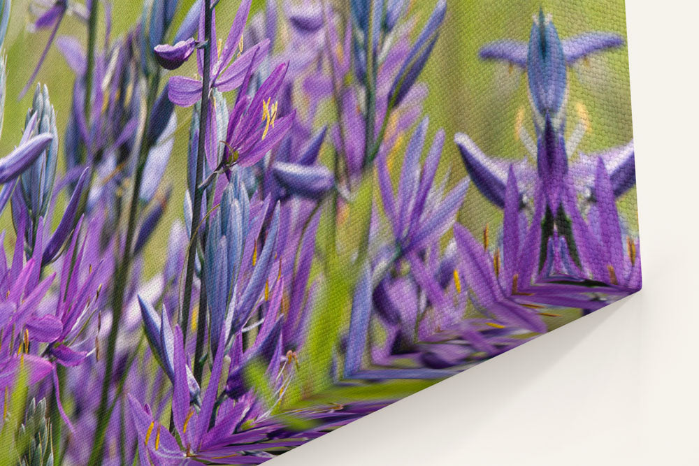 Common Camas, Willamette Flood Plain RNA, William L. Finley National Wildlife Refuge, Oregon, USA