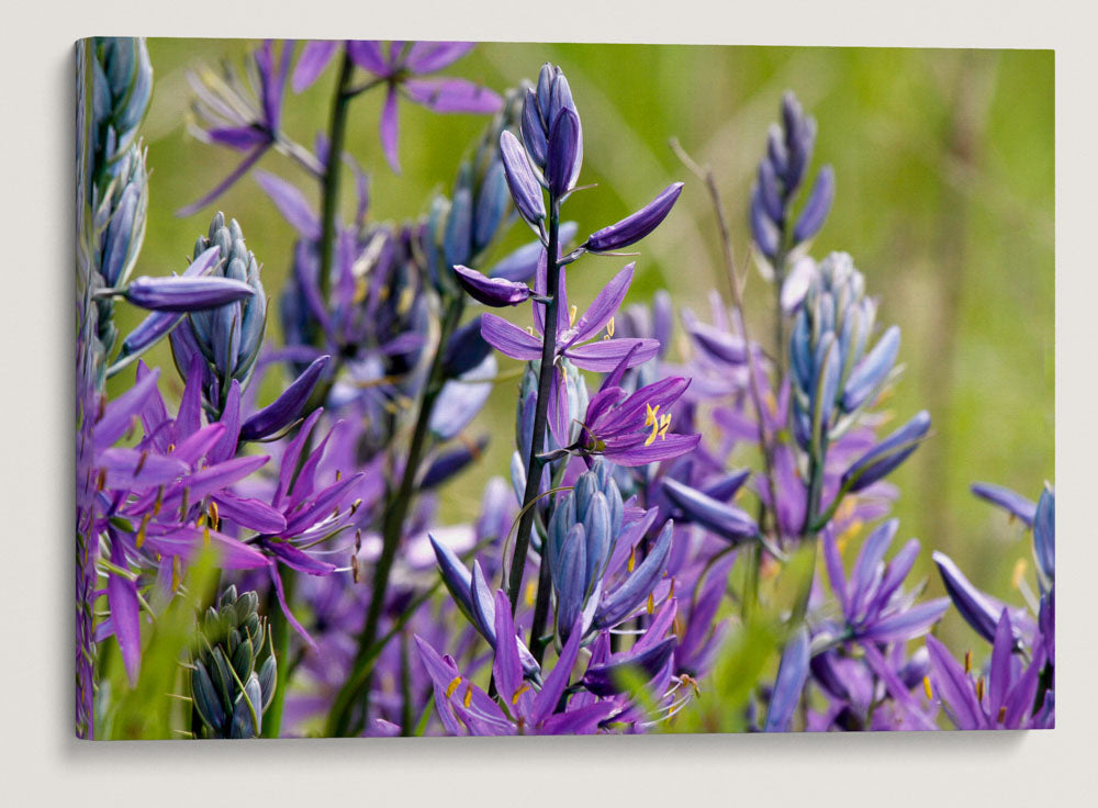 Common Camas, Willamette Flood Plain RNA, William L. Finley National Wildlife Refuge, Oregon, USA