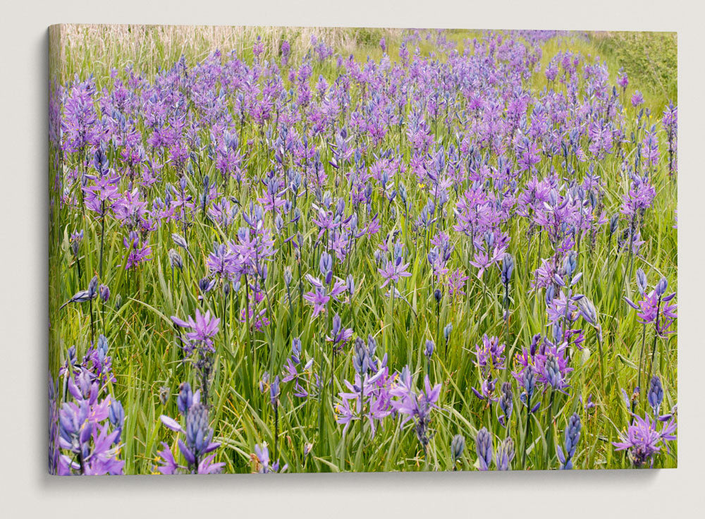 Common Camas, Willamette Flood Plain RNA, William L. Finley National Wildlife Refuge, Oregon, USA