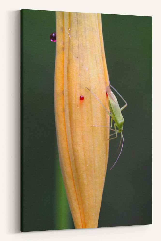 Green Capsid Laying Eggs on Leopard Lily Flower, Oregon