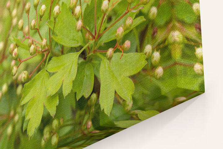 Common Hawthorn, William L. FInley National Wildlife Refuge, Oregon, USA