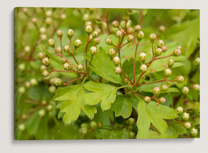 Common Hawthorn, William L. FInley National Wildlife Refuge, Oregon, USA