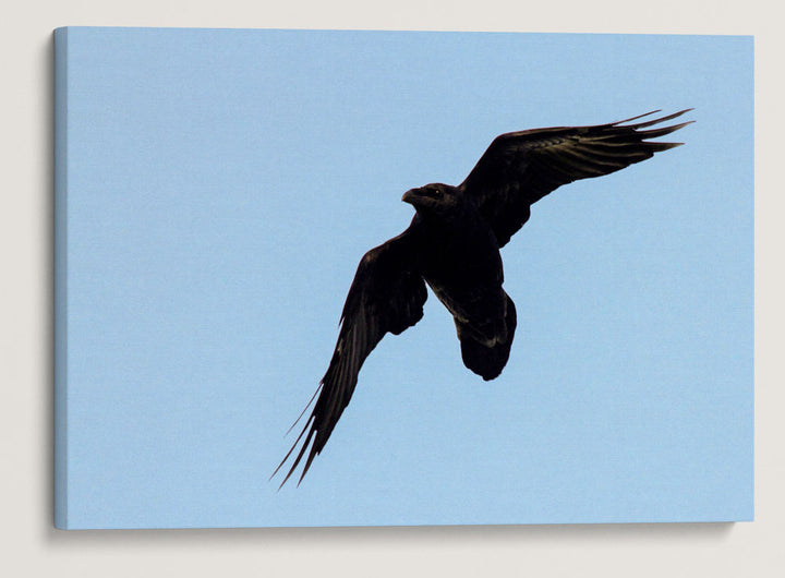 Raven in Flight, Carpenter Mountain, HJ Andrews Forest, Oregon, USA