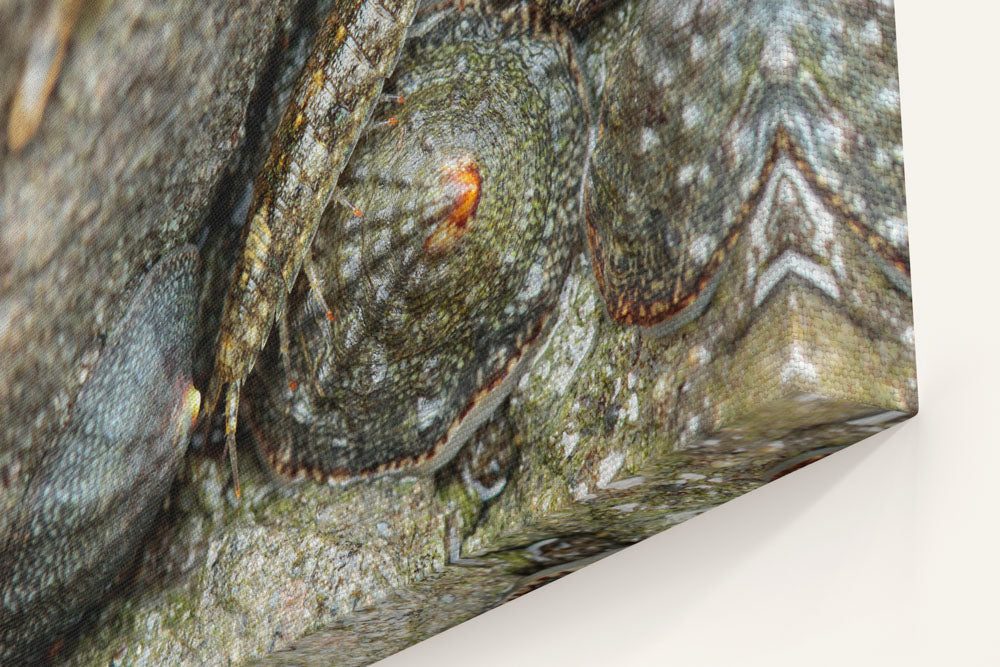 Common Rock Louse and Ribbed Limpet, Martin Creek Beach, Trinidad, California, USA