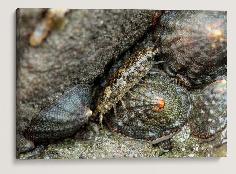 Common Rock Louse and Ribbed Limpet, Martin Creek Beach, Trinidad, California, USA