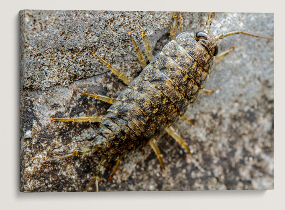 Common Rock Louse, Martin Creek Beach, Trinidad, California, USA