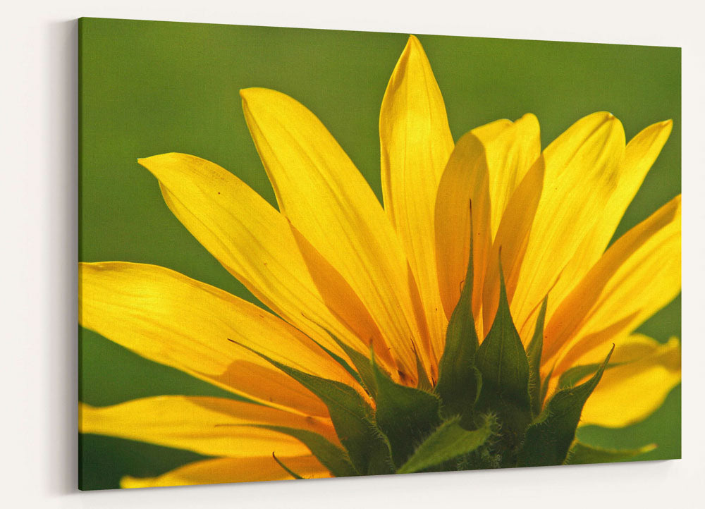 Yellow-flowering Common Sunflower, Klamath Falls, Oregon