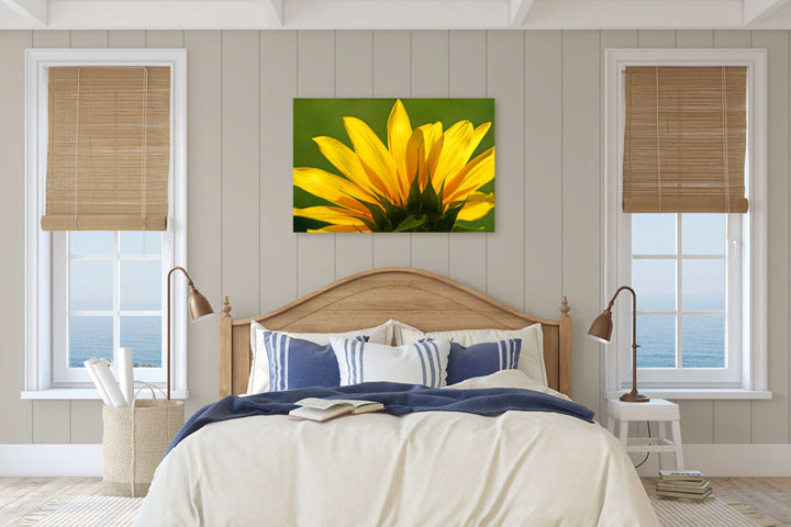 Yellow-flowering Common Sunflower, Klamath Falls, Oregon