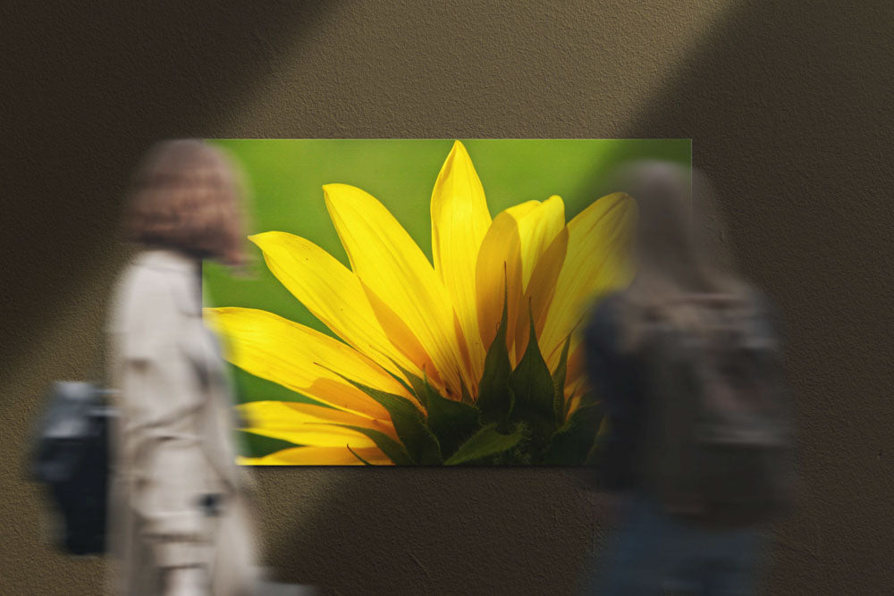 Yellow-flowering Common Sunflower, Klamath Falls, Oregon